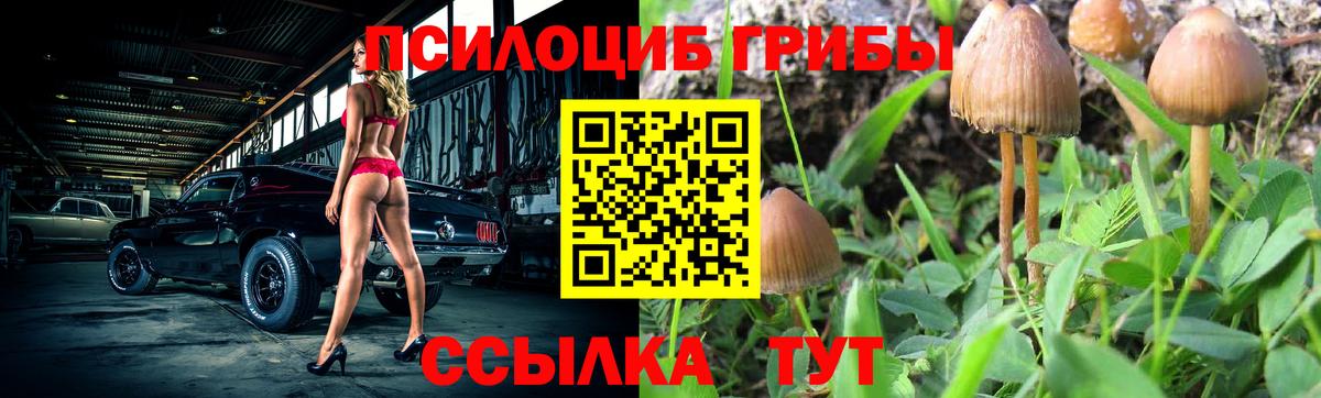 Псилоцибиновые грибы Cubensis Богданович